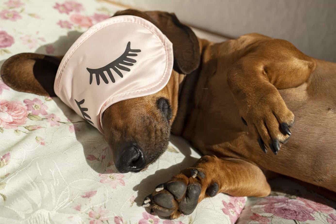 The Surprising Reason Behind Your Dog's Sudden Sleep Transformation