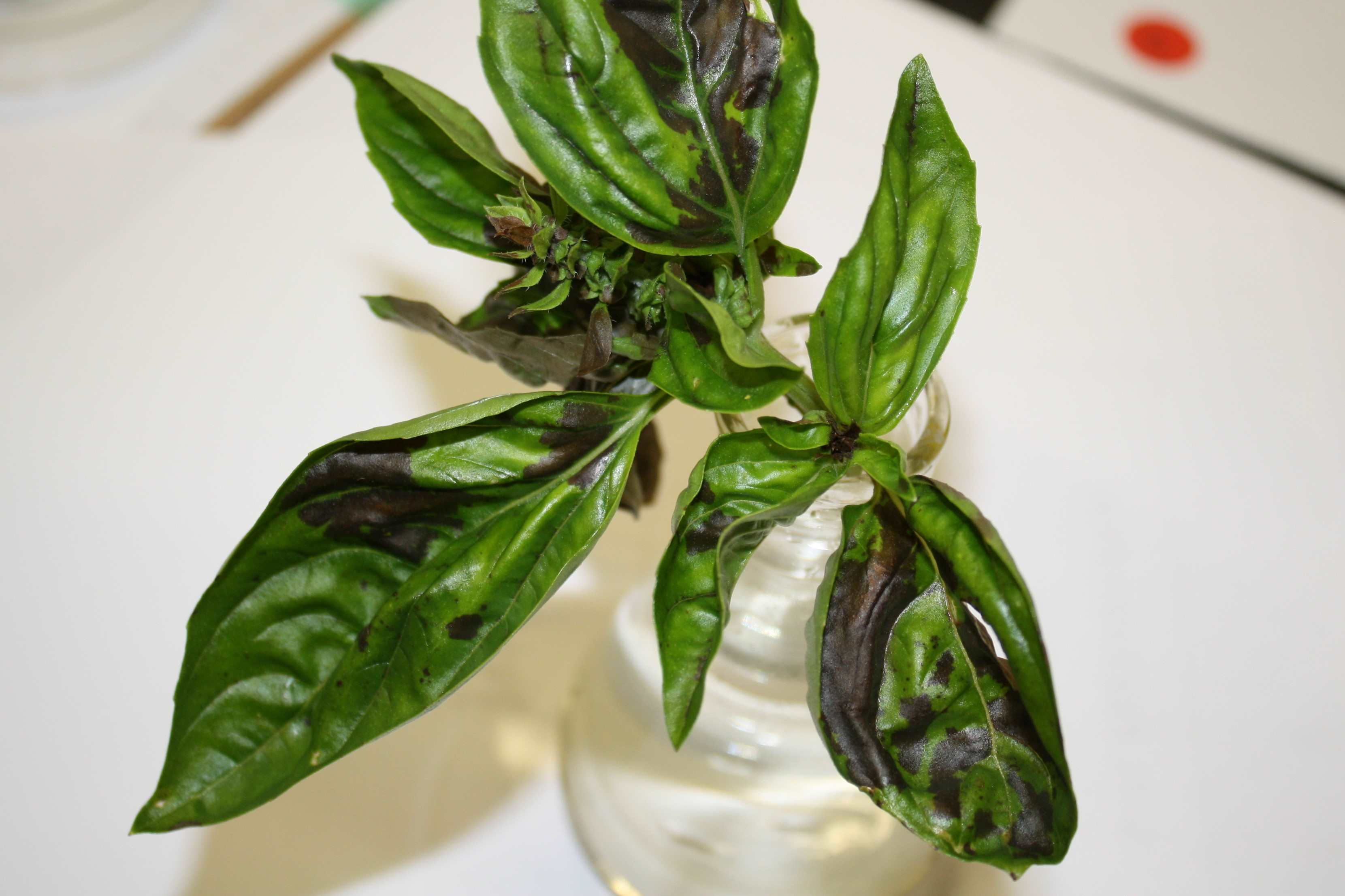 The Surprising Reason Why Basil Leaves Develop Mysterious Black Spots