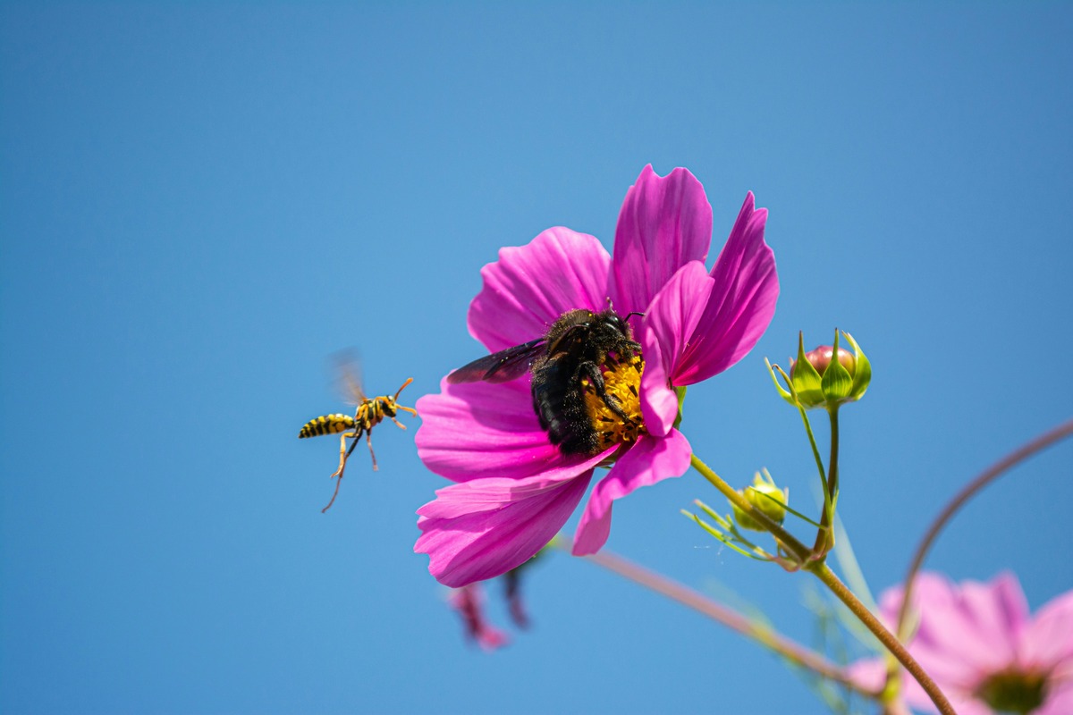 The Surprising Reason Why Carpenter Bee Stings Are So Painful!