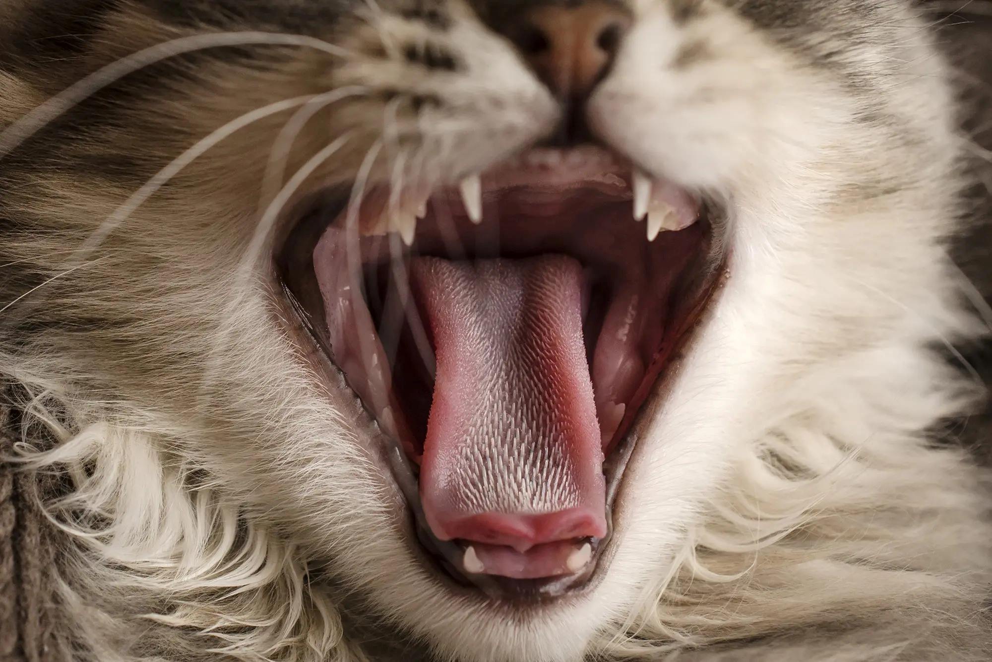 The Surprising Reason Why Cat Tongues Are So Rough