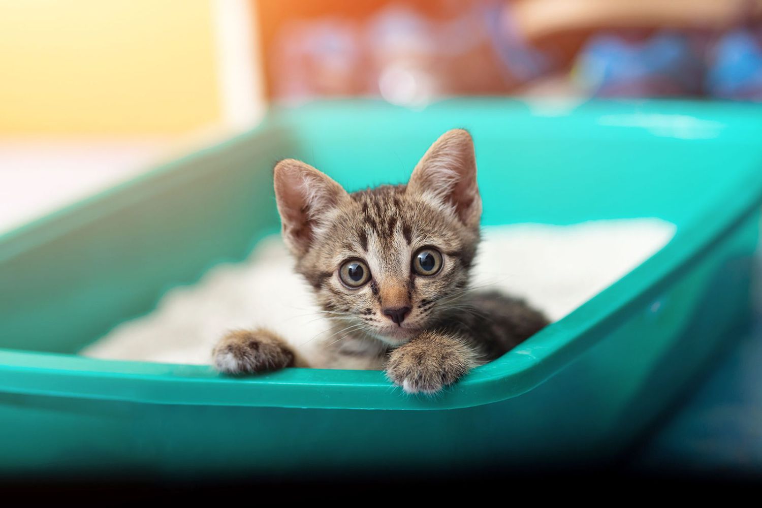The Surprising Reason Why Cats Love Sitting In Their Litter Box