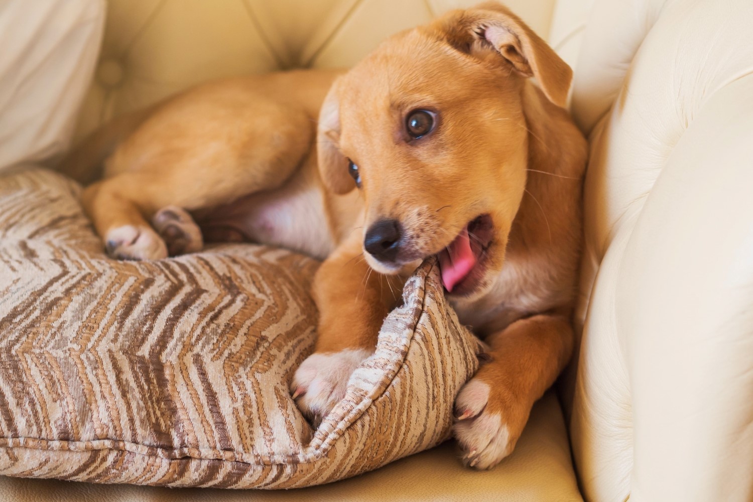 The Surprising Reason Why Dogs Can't Resist Nibbling Blankets And Pillows