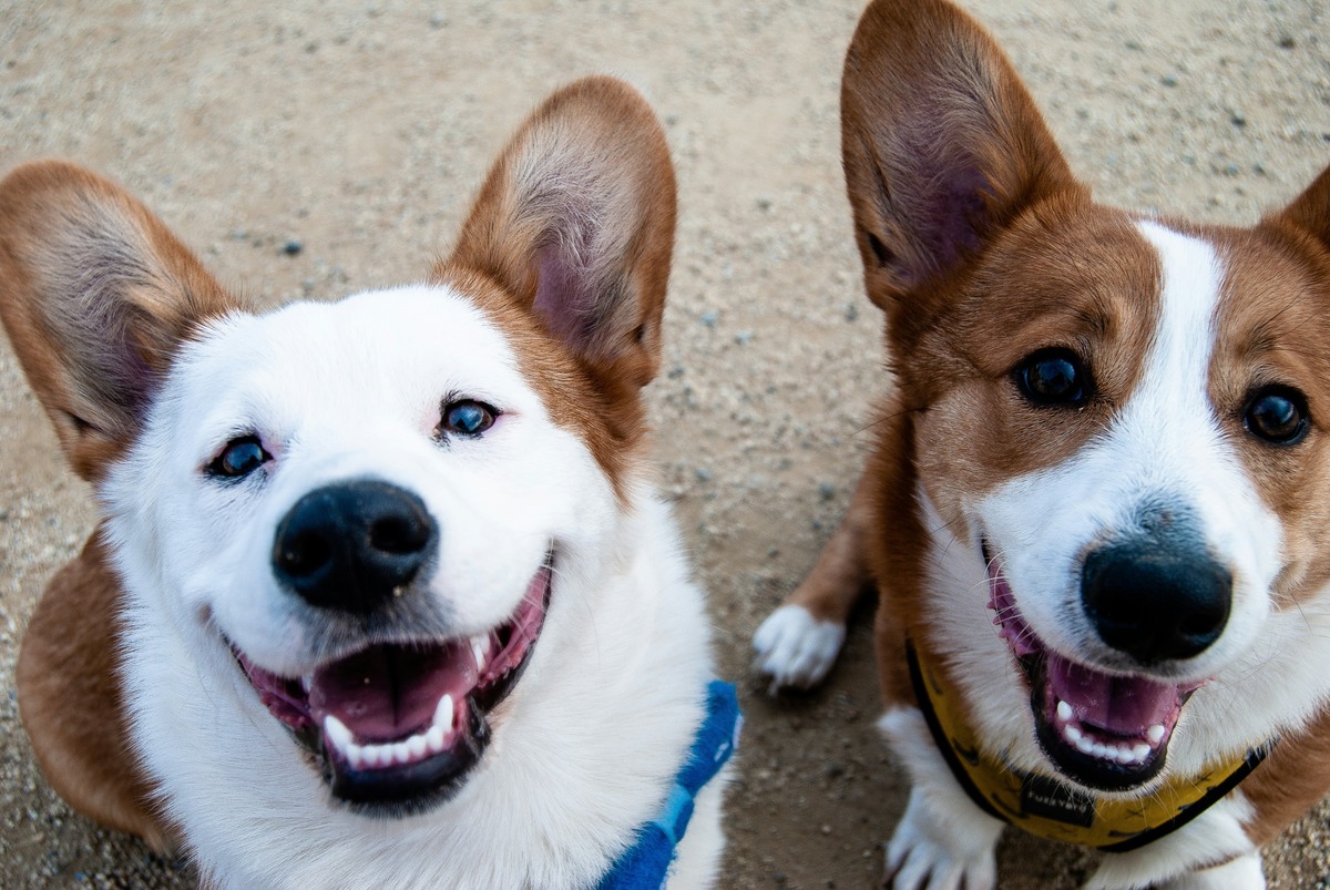 The Surprising Reason Why Dogs Can't Stop Licking Each Other's Ears