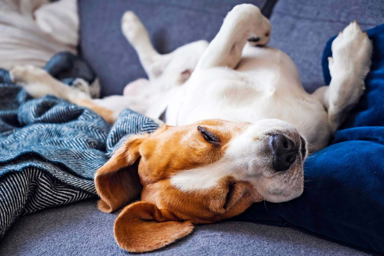 The Surprising Reason Why Dogs Choose To Sleep On Your Side Of The Bed