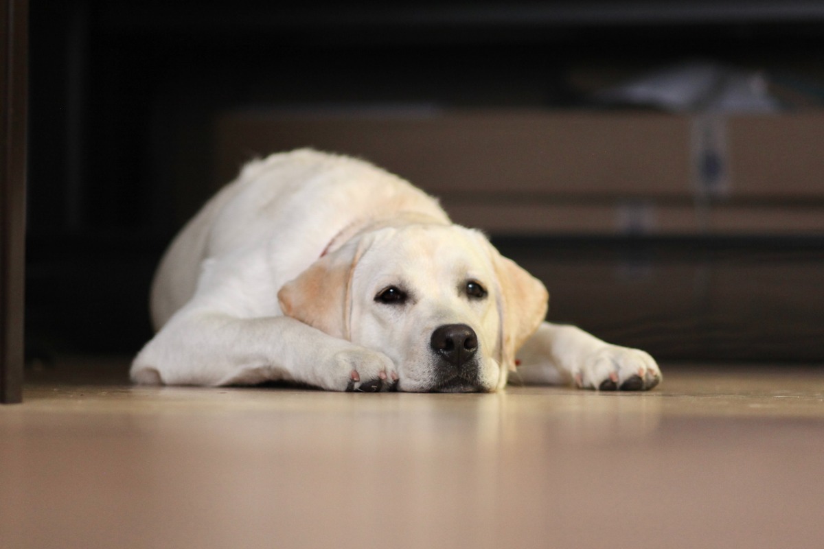 The Surprising Reason Why Dogs Wag Their Tails Before Laying Down