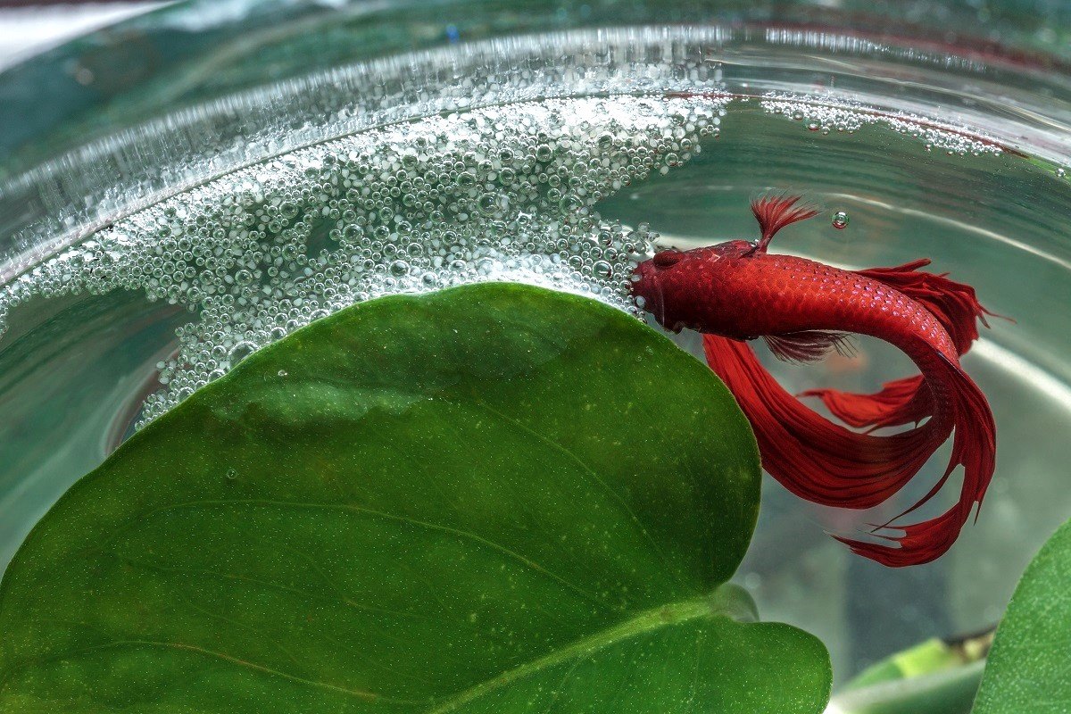 The Surprising Reason Why My Betta Fish Is Building A Bubble Nest