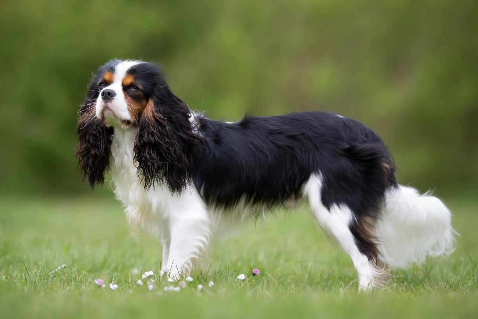 The Surprising Reason Why Some Cavalier King Charles Spaniels Are Massive