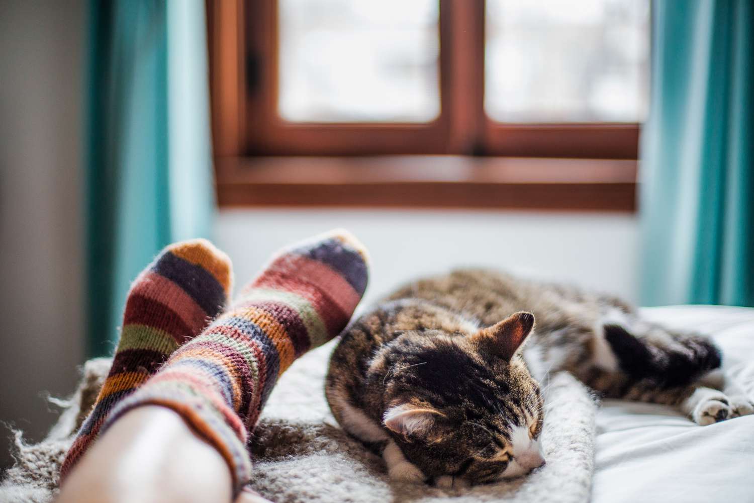 The Surprising Reason Why Your Cat Chooses To Sleep Only On Your Feet