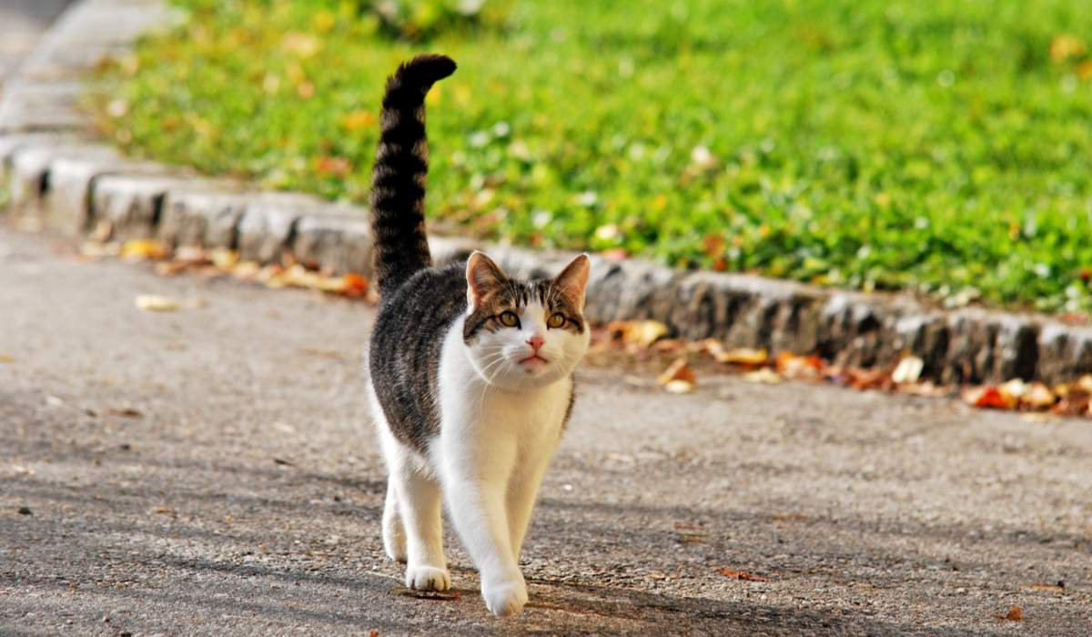 The Surprising Reason Why Your Cat Shakes Its Tail Rapidly Near Objects