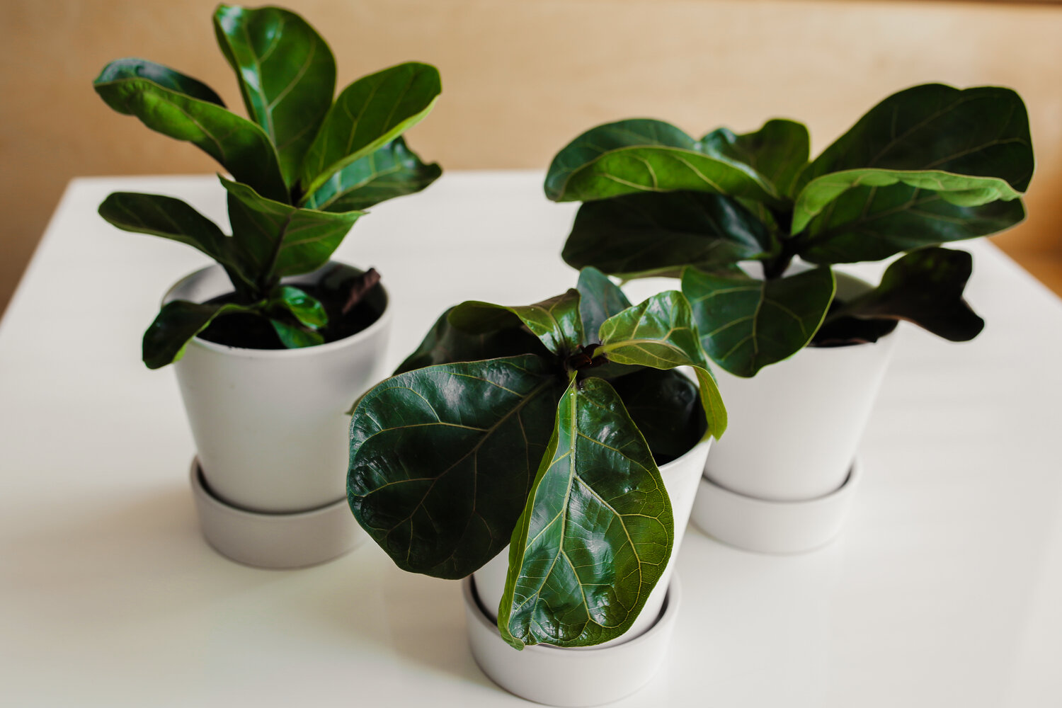The Surprising Reason Why Your Fiddle Leaf Fig Tree Is Shedding Leaves