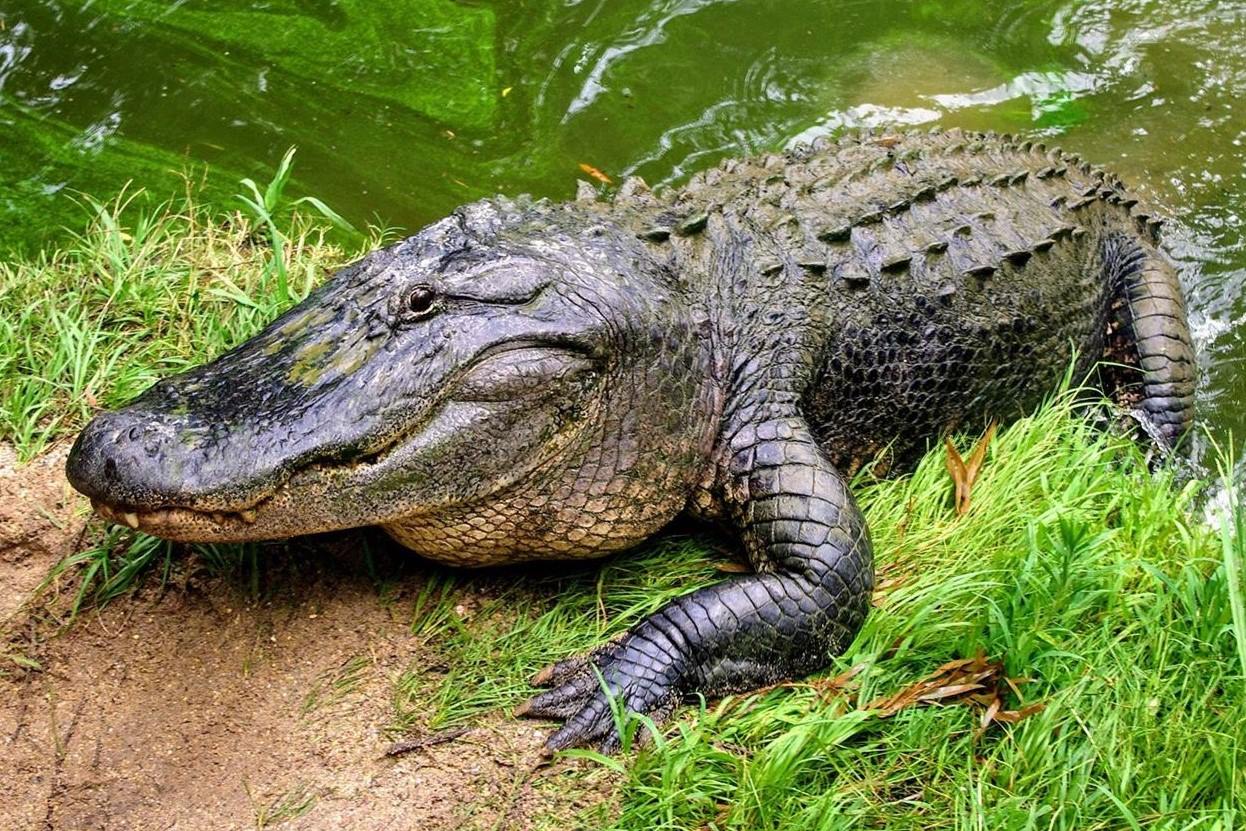 The Surprising Reason You Should Never Feed Alligators – You Won’t Believe What Happens!