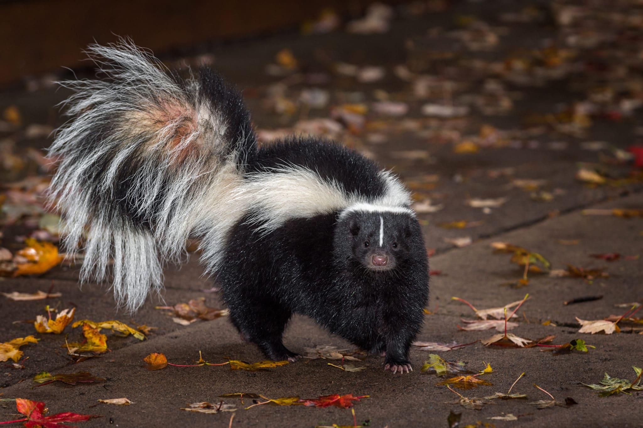 The Surprising Reason You Smell Skunk At Night