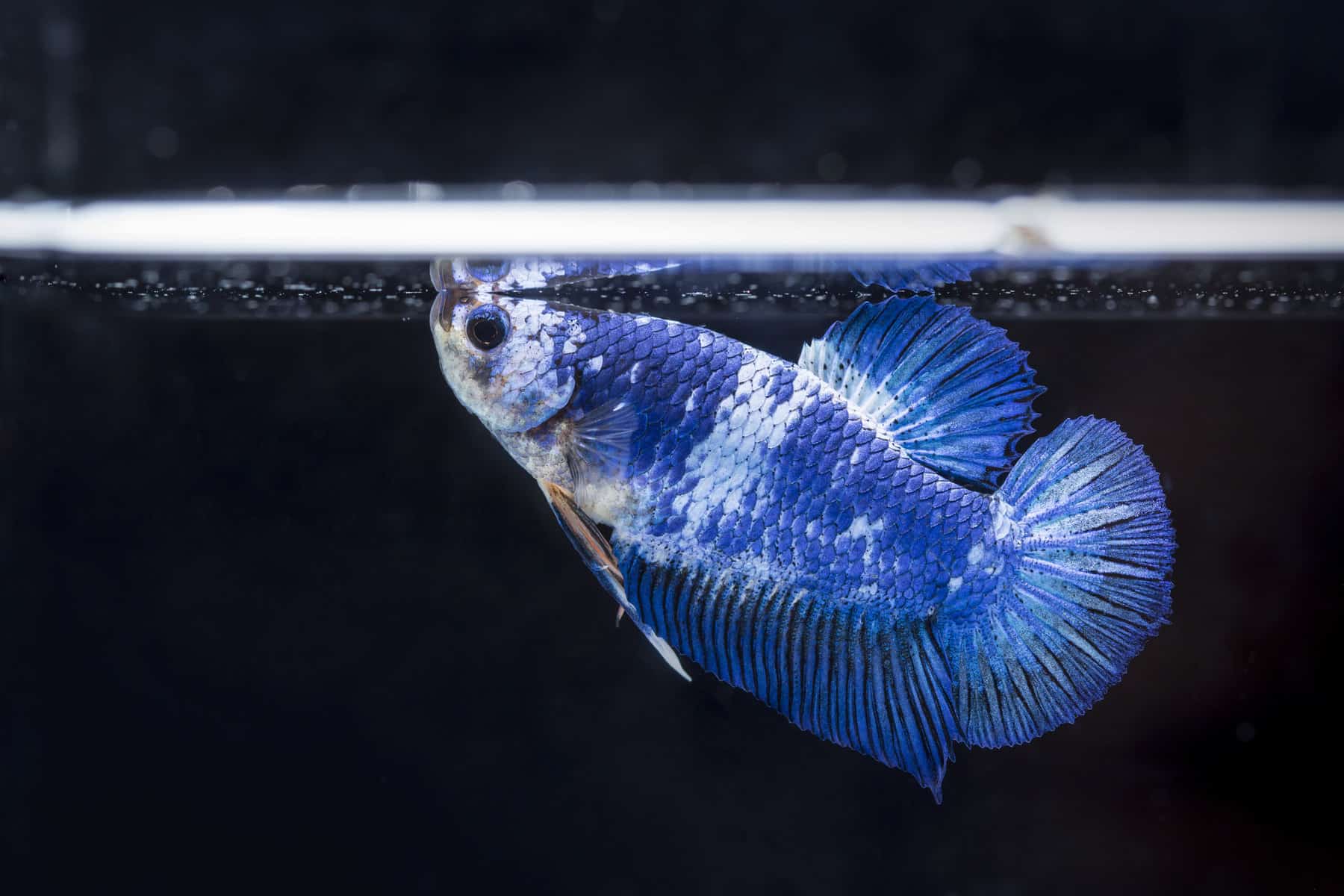 The Surprising Reason Your Betta Fish Is Glued To The Top Corner Of The Tank