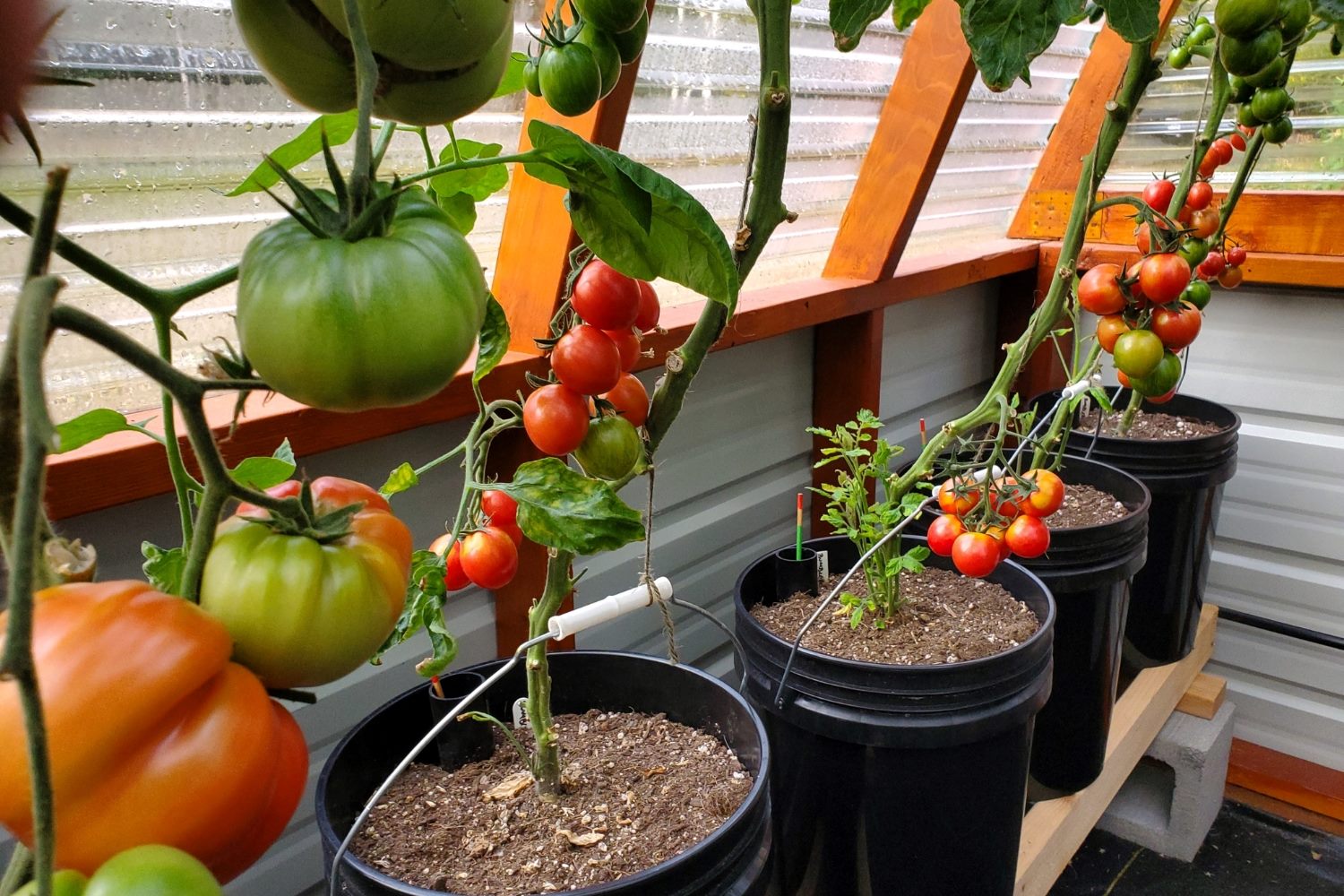 The Surprising Secret To Growing Tomatoes Revealed!