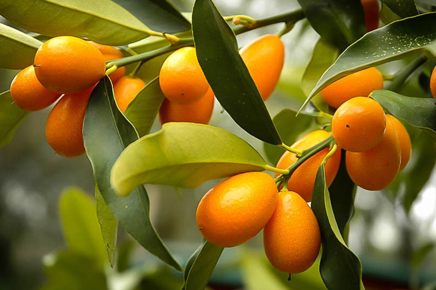 The Surprising Taste Of Kumquat: A Tiny Fruit Packed With Health Benefits!