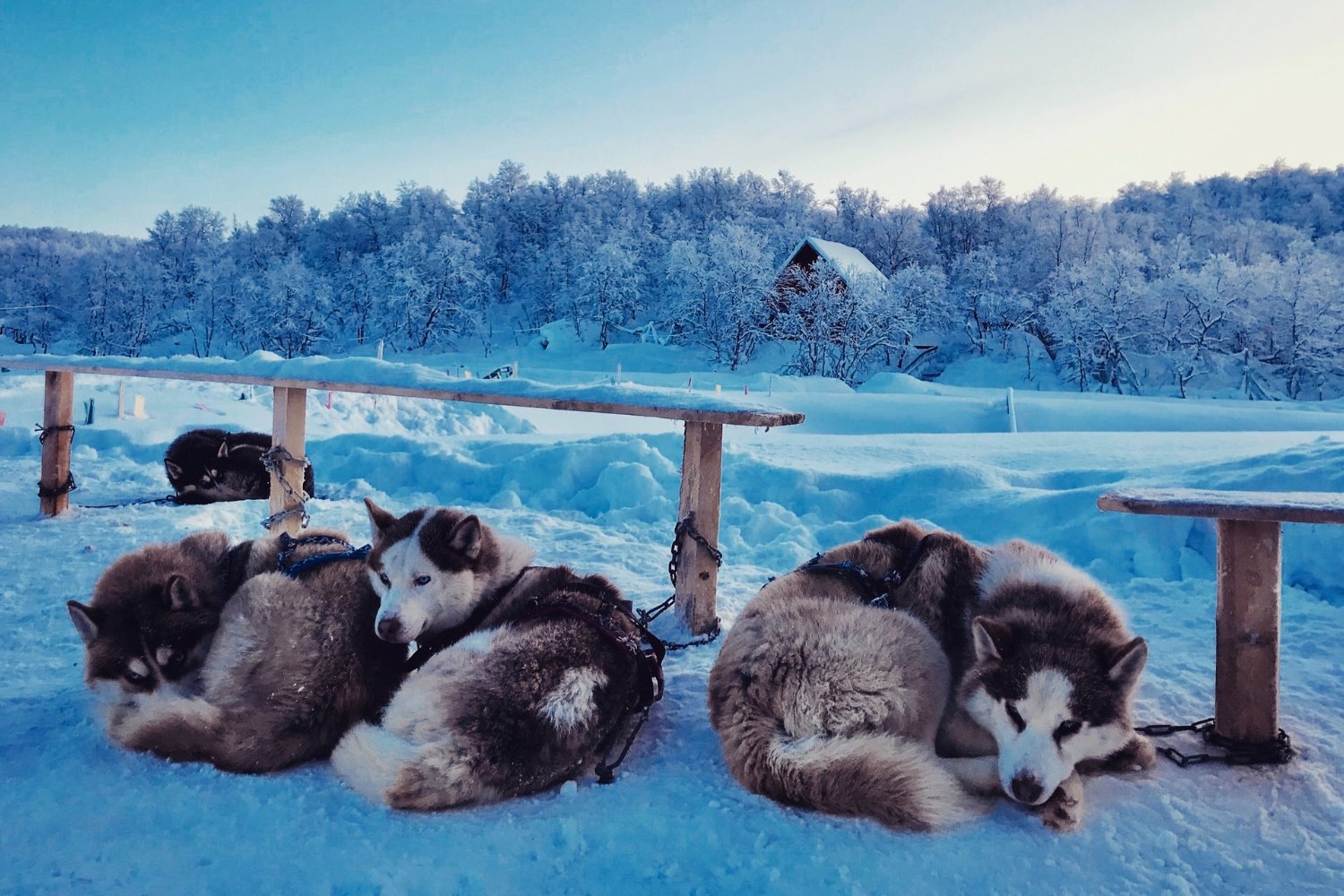 The Surprising Temperature Threshold For Siberian Huskies To Sleep Outside