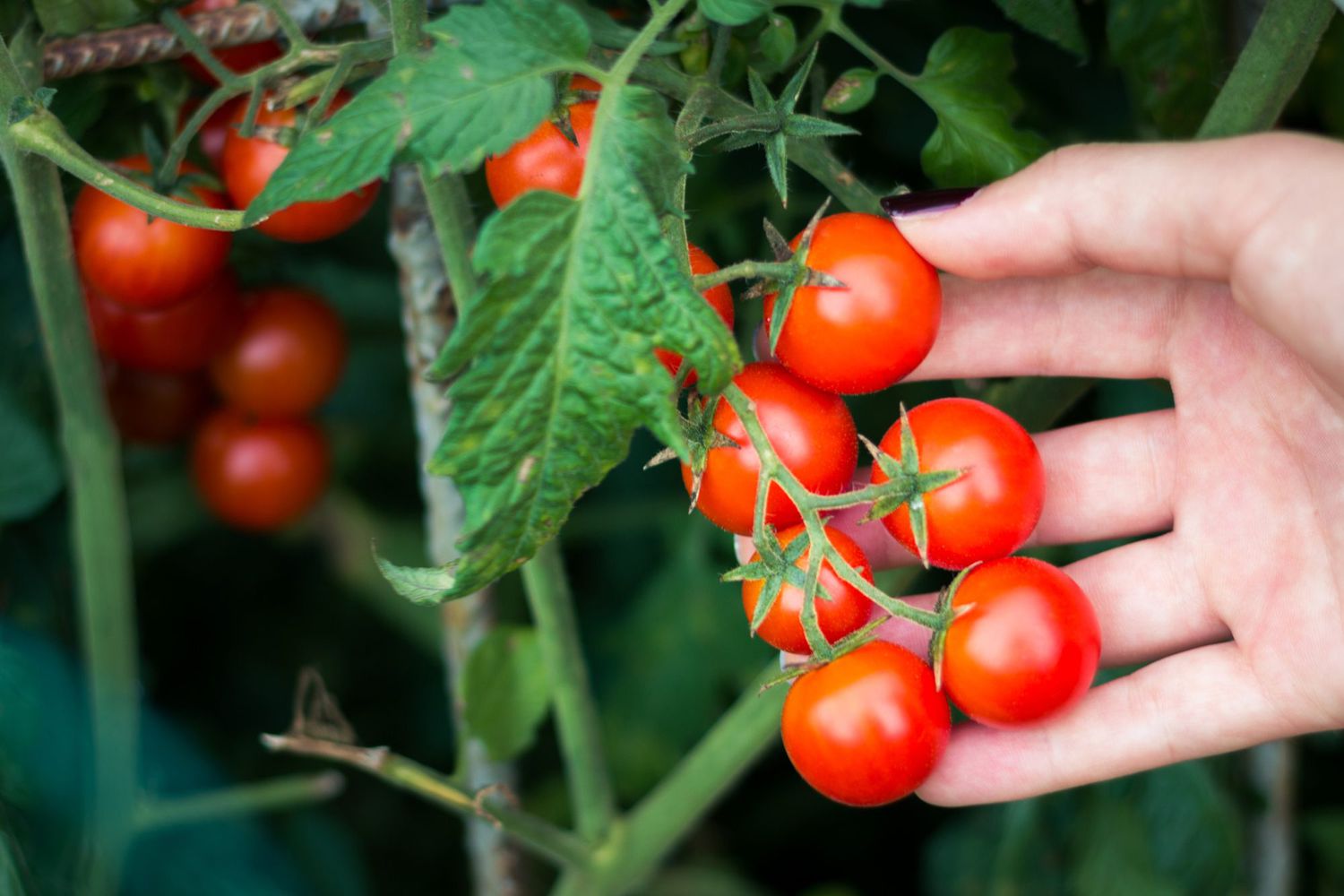 The Surprising Temperature Tomato Plants Can Survive Overnight!