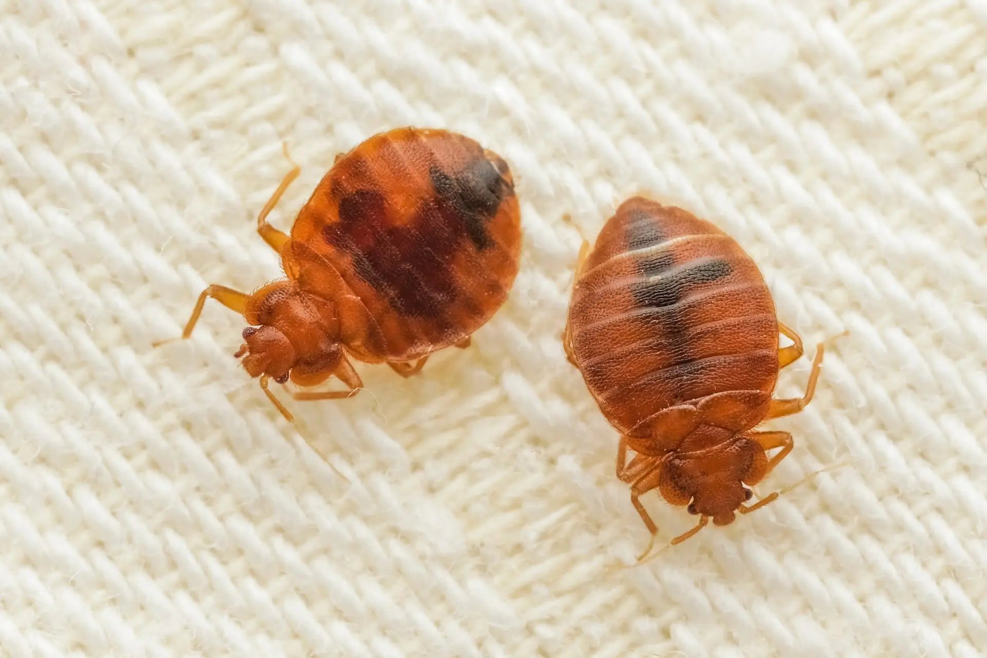 The Surprising Truth About Bat Bugs Vs Bed Bugs
