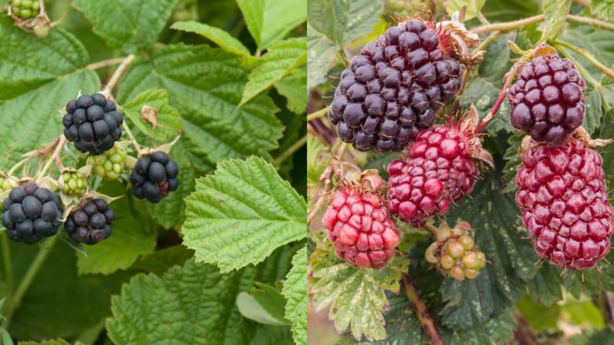 The Surprising Truth About Blackberries And Dewberries