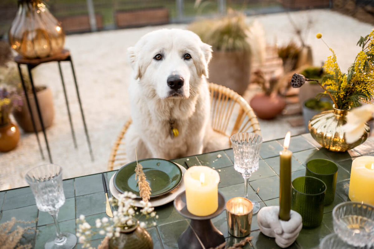 The Surprising Truth About Burning Soy Candles Around Pets