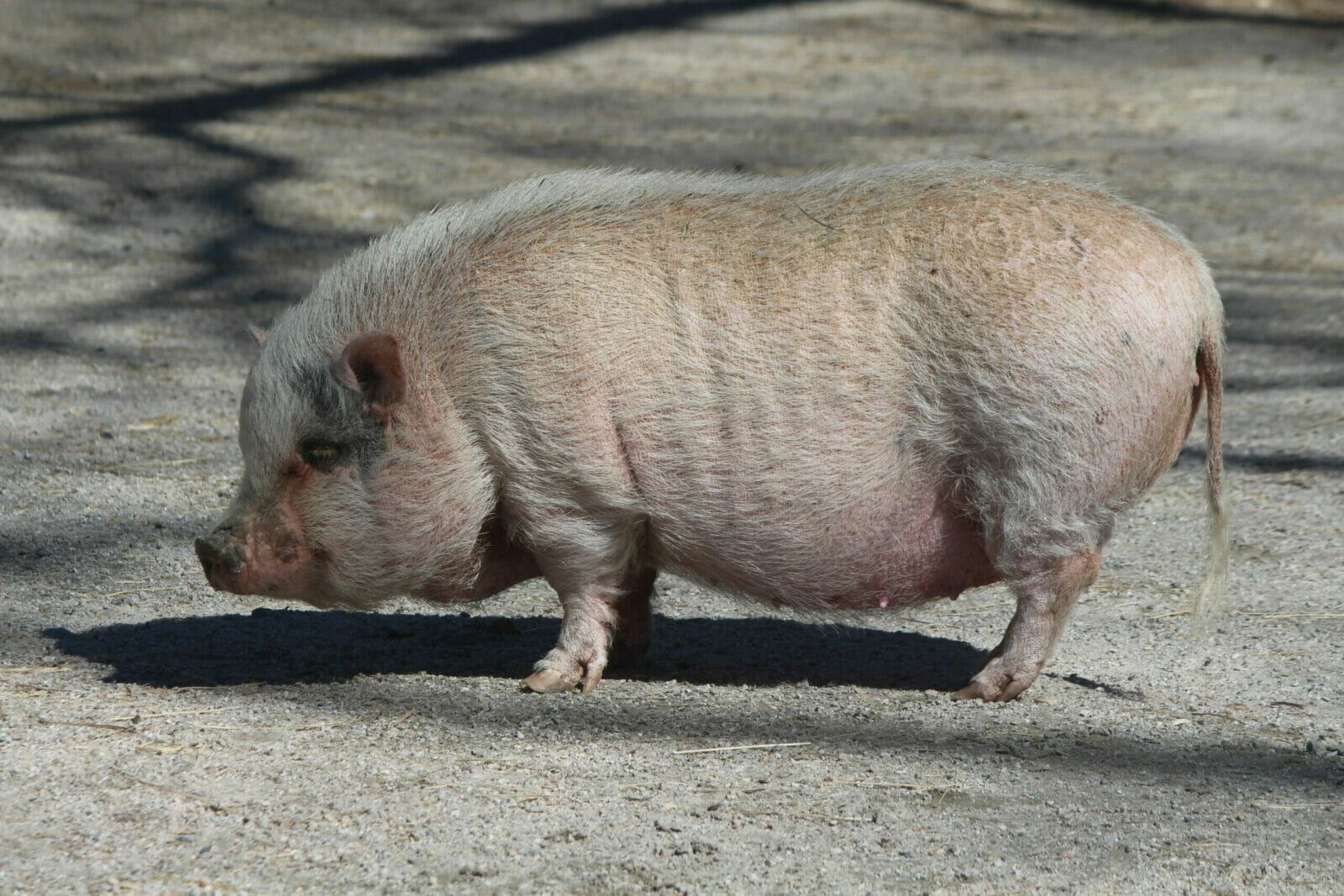 The Surprising Truth About Eating Pot Bellied Pigs