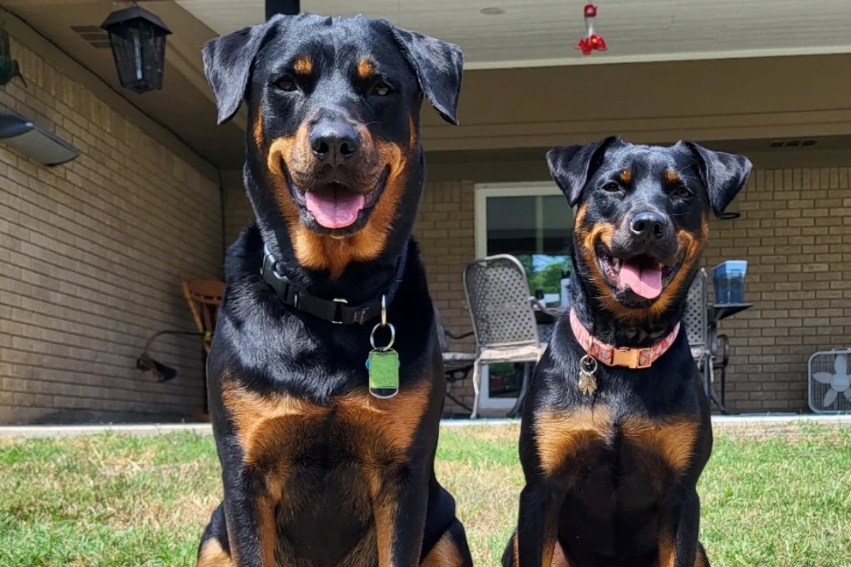The Surprising Truth About Miniature Rottweilers Vs Standard Rottweilers