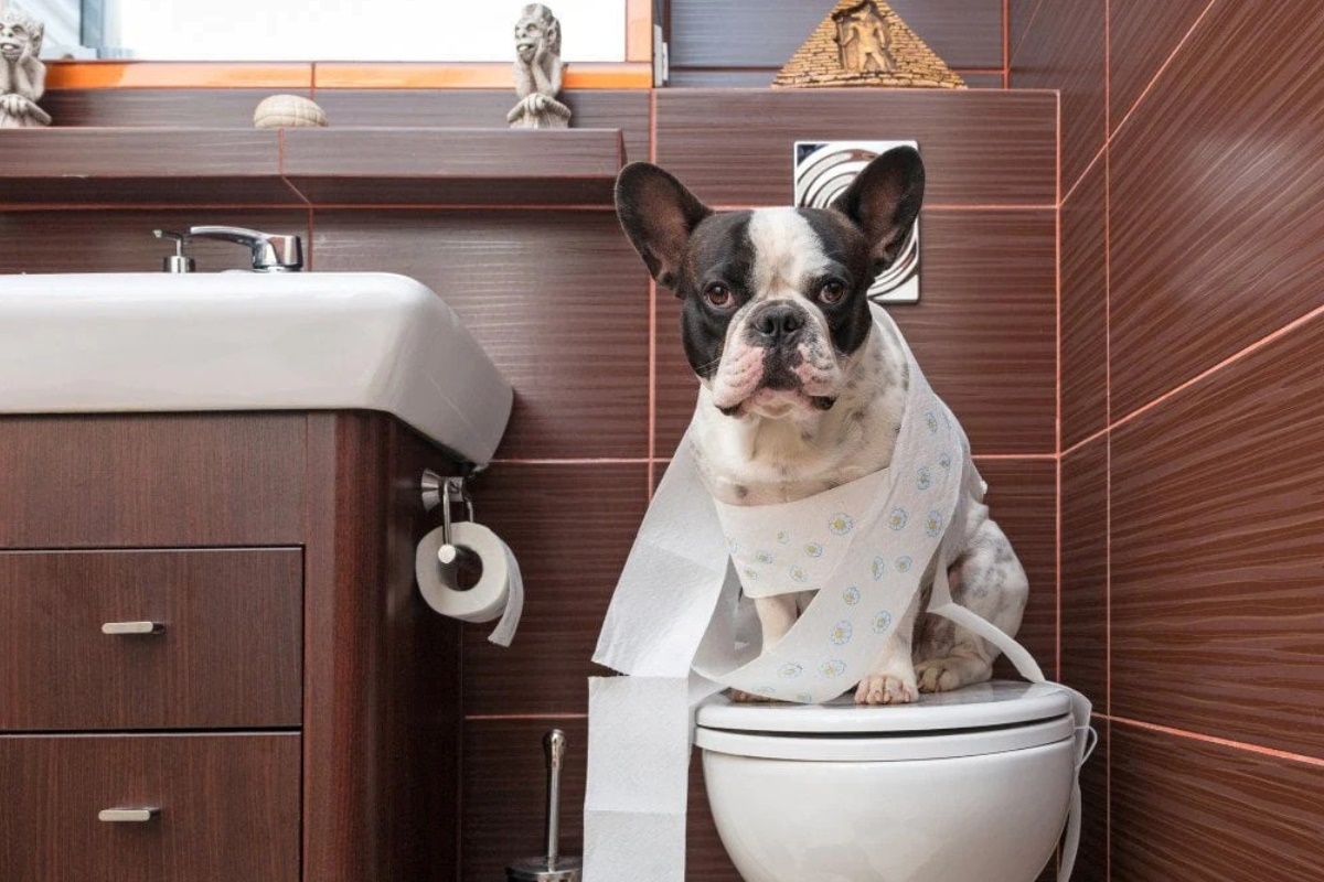 The Surprising Truth About Potty Training French Bulldogs – You Won’t Believe What Makes It So Challenging!