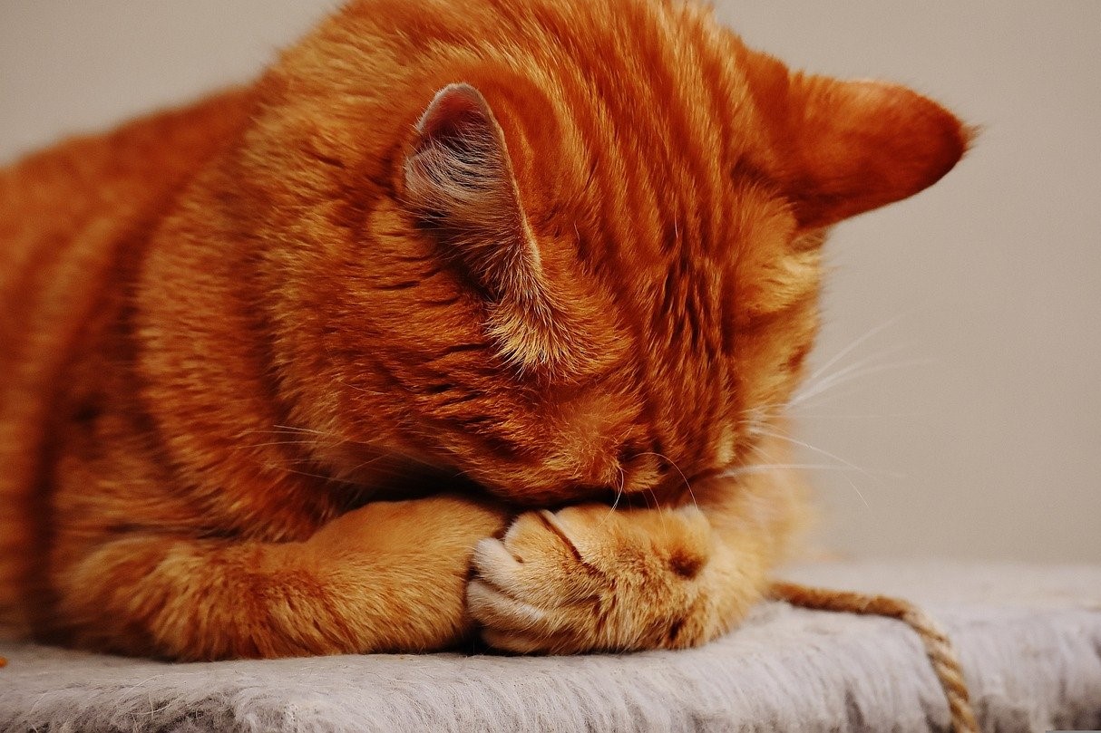 The Surprising Truth: Do Cats Experience Embarrassment?