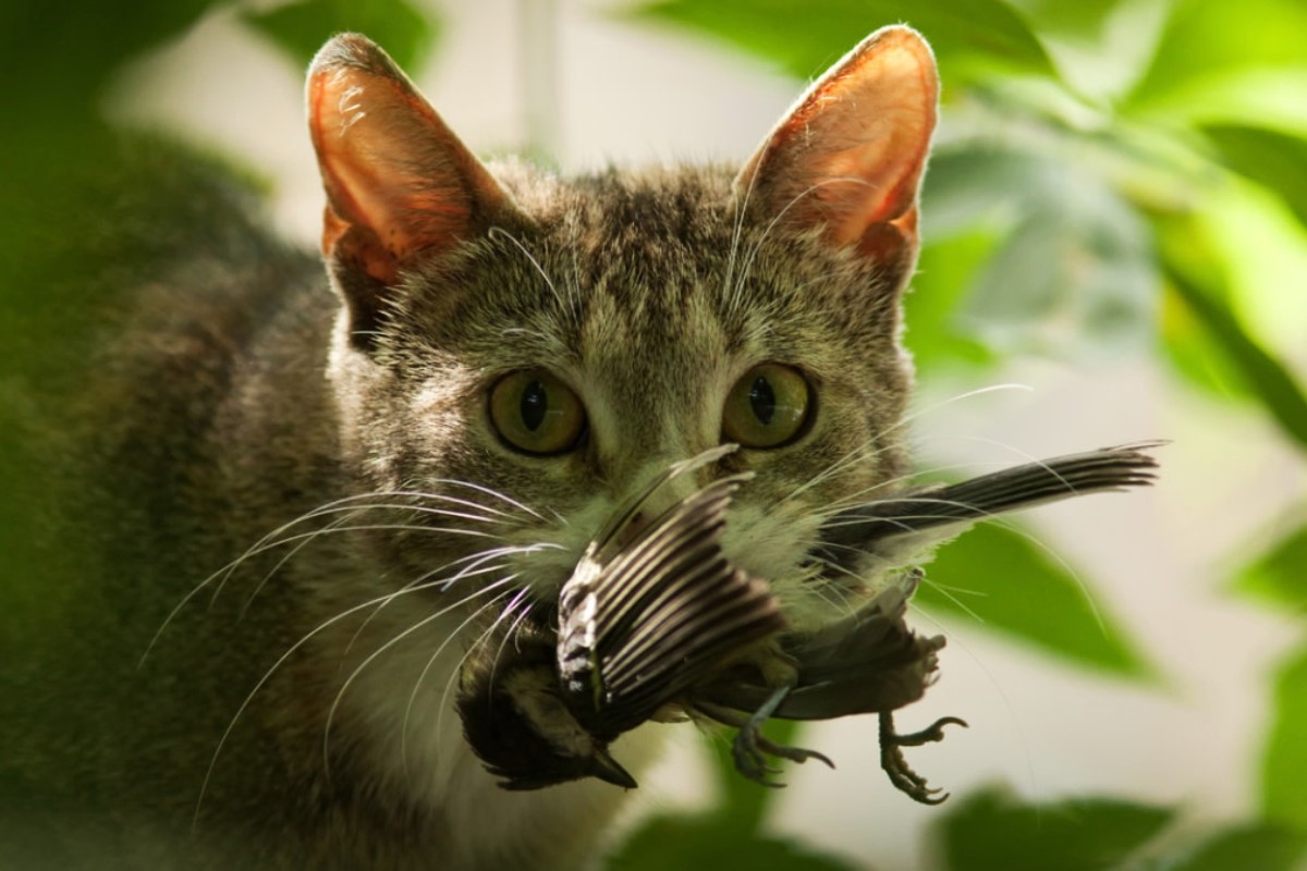 The Surprising Truth: Feral Cats’ Secret Language Revealed When Adopted As Pets!