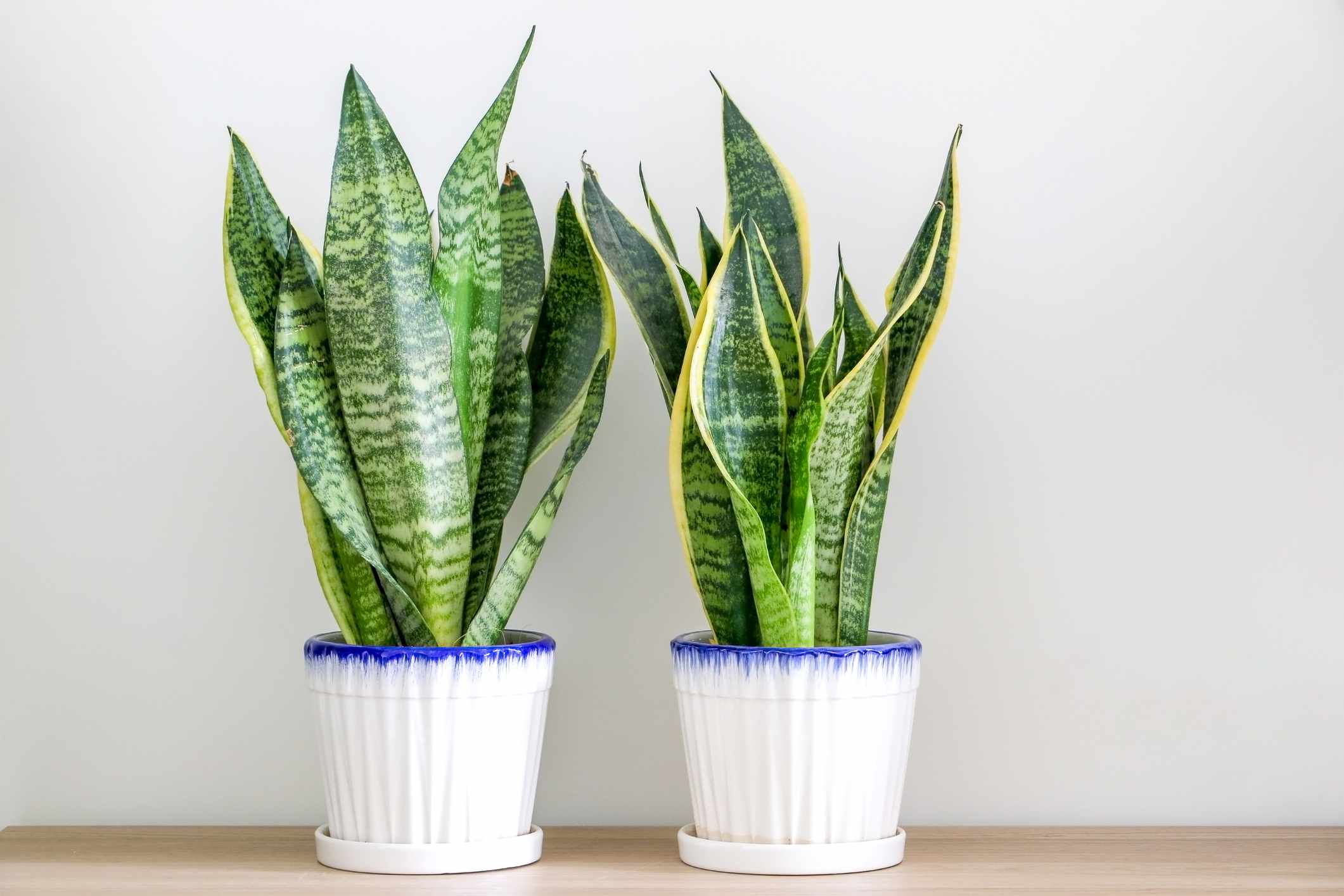 The Surprising Truth: Snake Plant And Pets Can Thrive Together Safely!