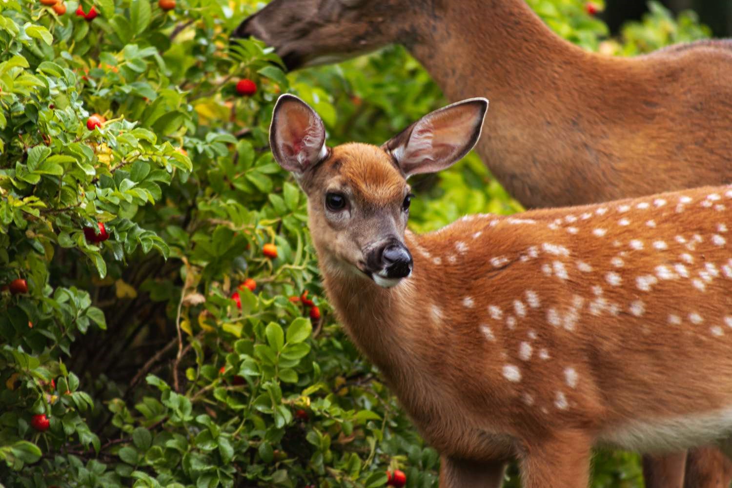 The Top Plant Deer Love To Feast On In Your Lawn!