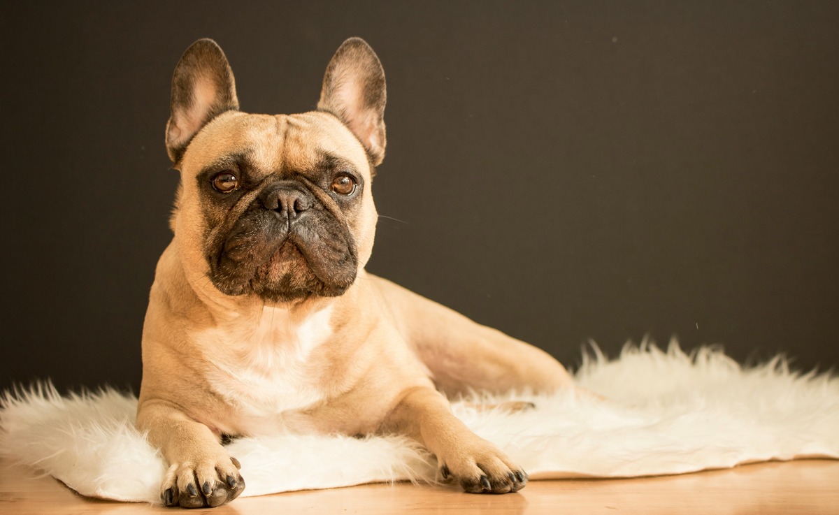 The True Cost Of Owning A French Bulldog - What You Need To Know Before Breeding At Home