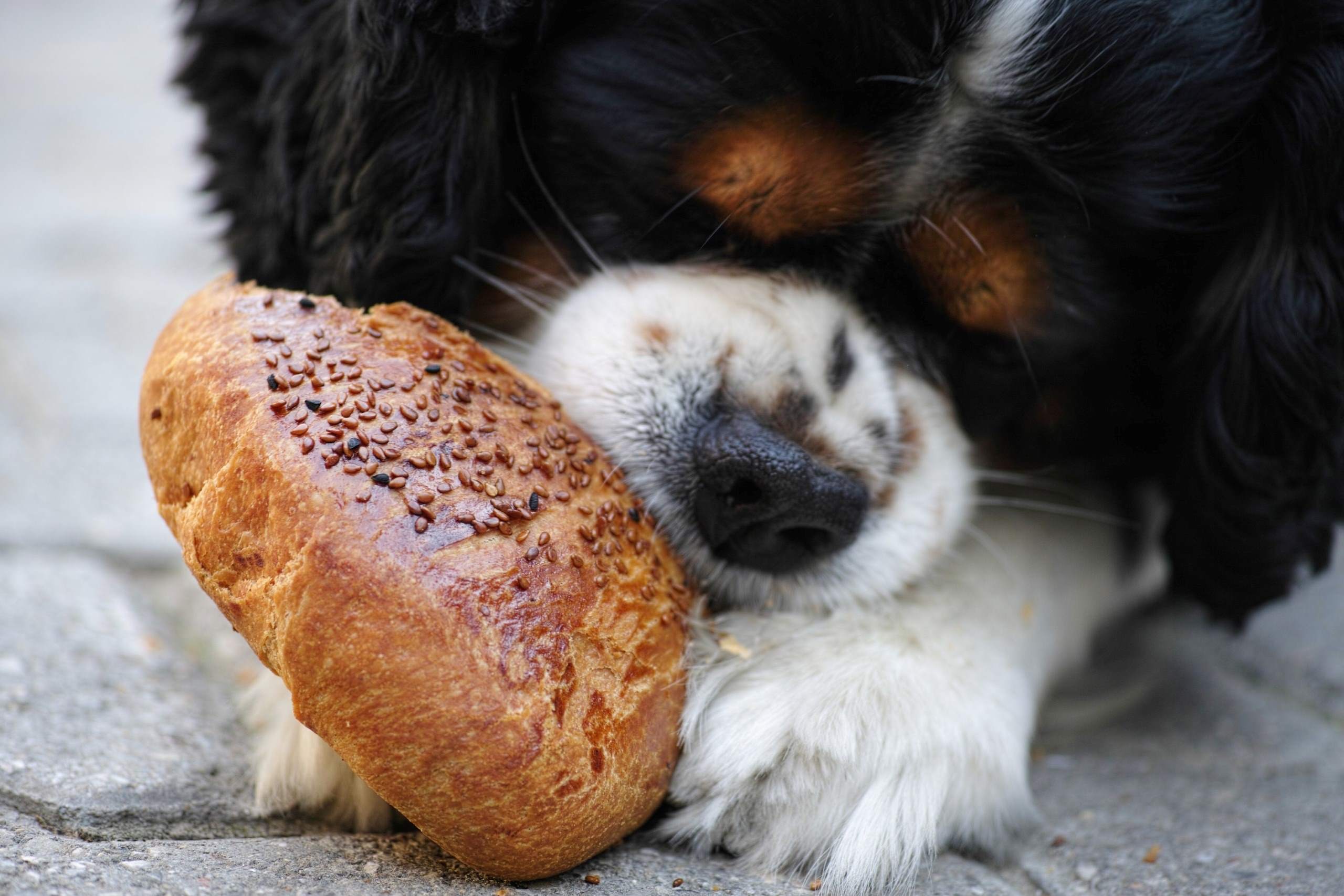 The Truth About French Toast And Bread For Dogs