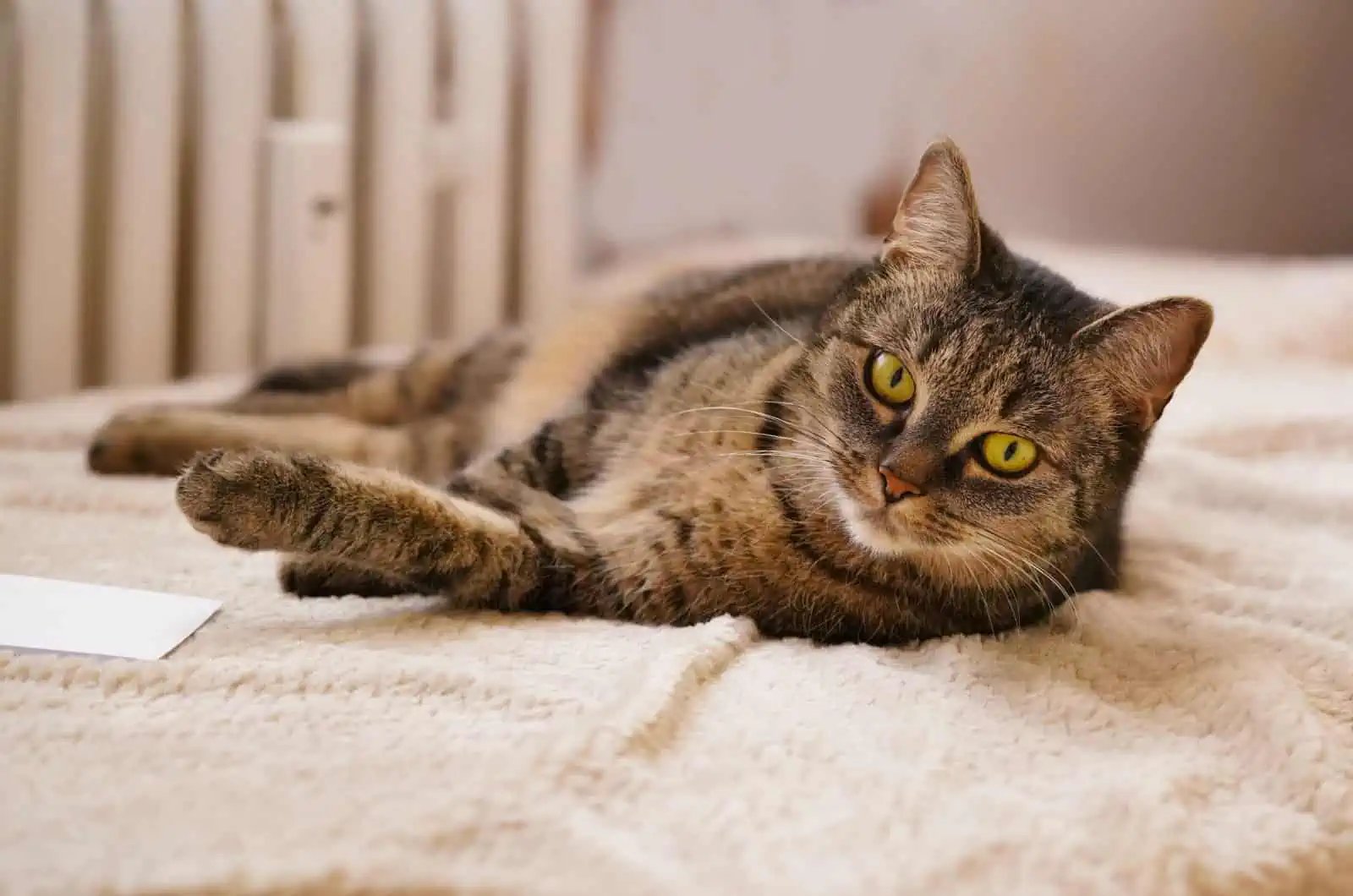 The Truth About Tabby Cats And Allergies: Are They Hypoallergenic Or Not?