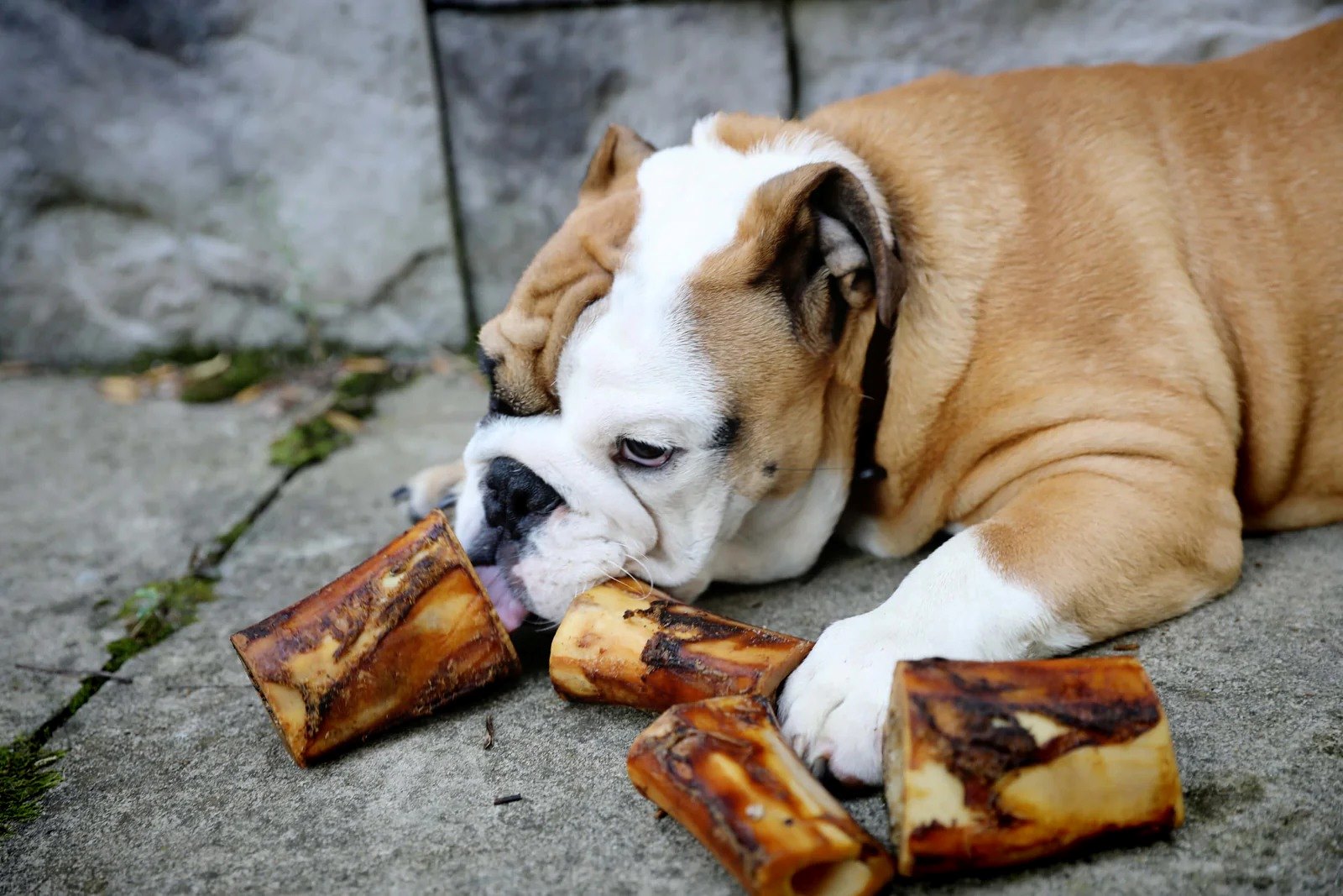 The Ultimate Dog Treat: Beef Marrow Bones!
