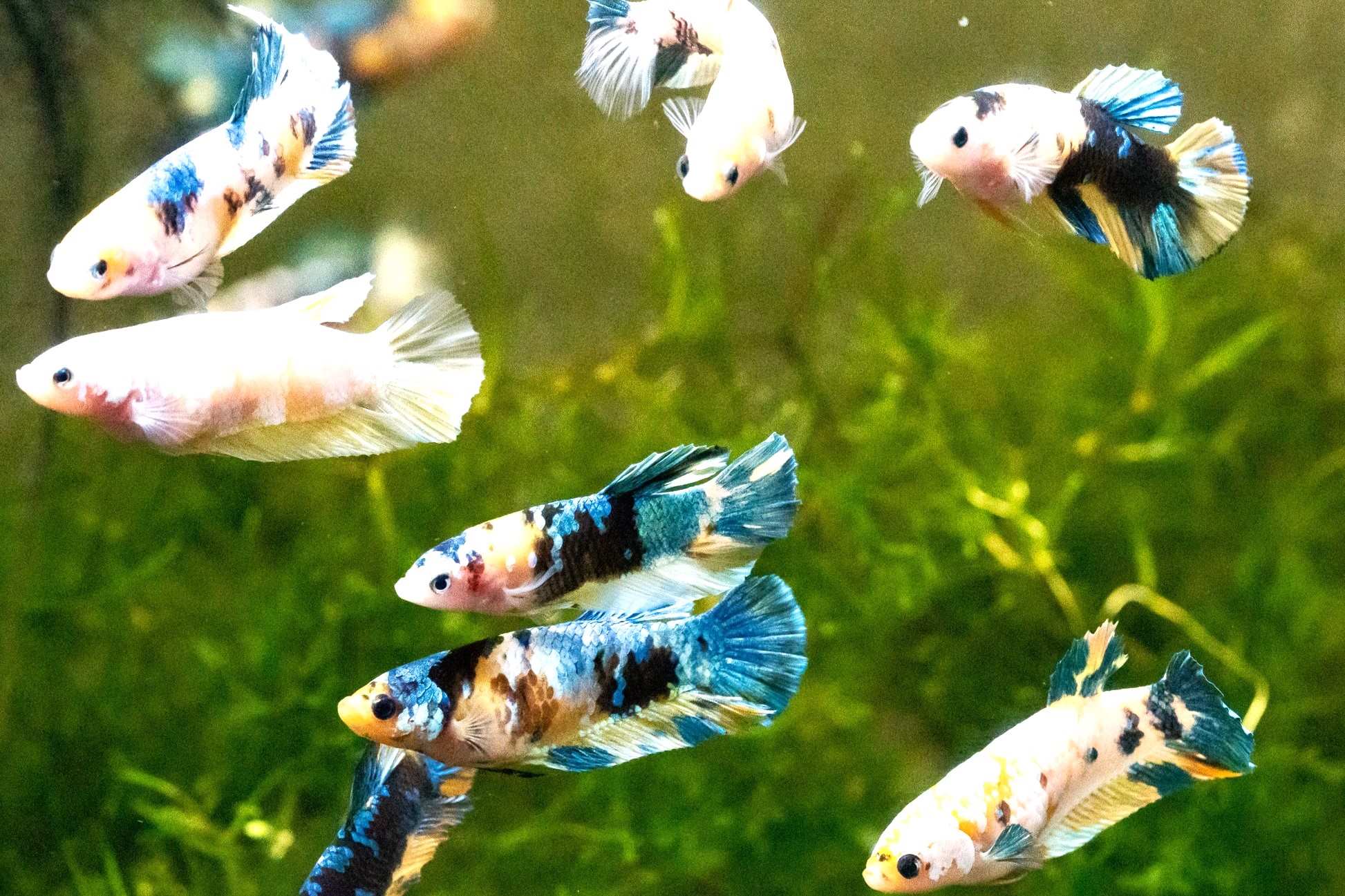 The Ultimate Guide To Keeping Four Female Bettas In A 10-Gallon Tank!