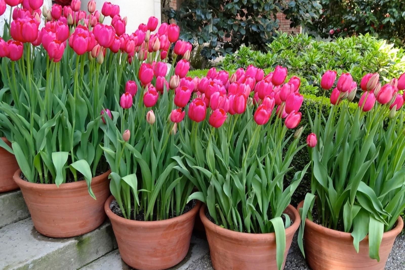 The Ultimate Guide To Keeping Tulips Alive In A Pot