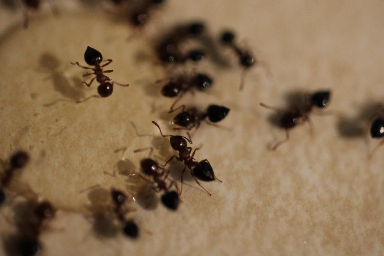 The Ultimate Guide To Killing Ants And Treating Your Yard Without Mounds