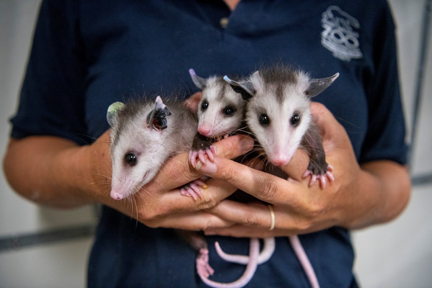 The Ultimate Guide To Raising A Wild Baby Opossum As A Pet