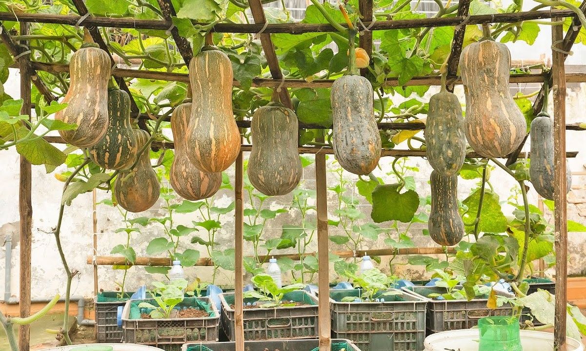 The Ultimate Guide To Safely Growing Pumpkins On A Trellis