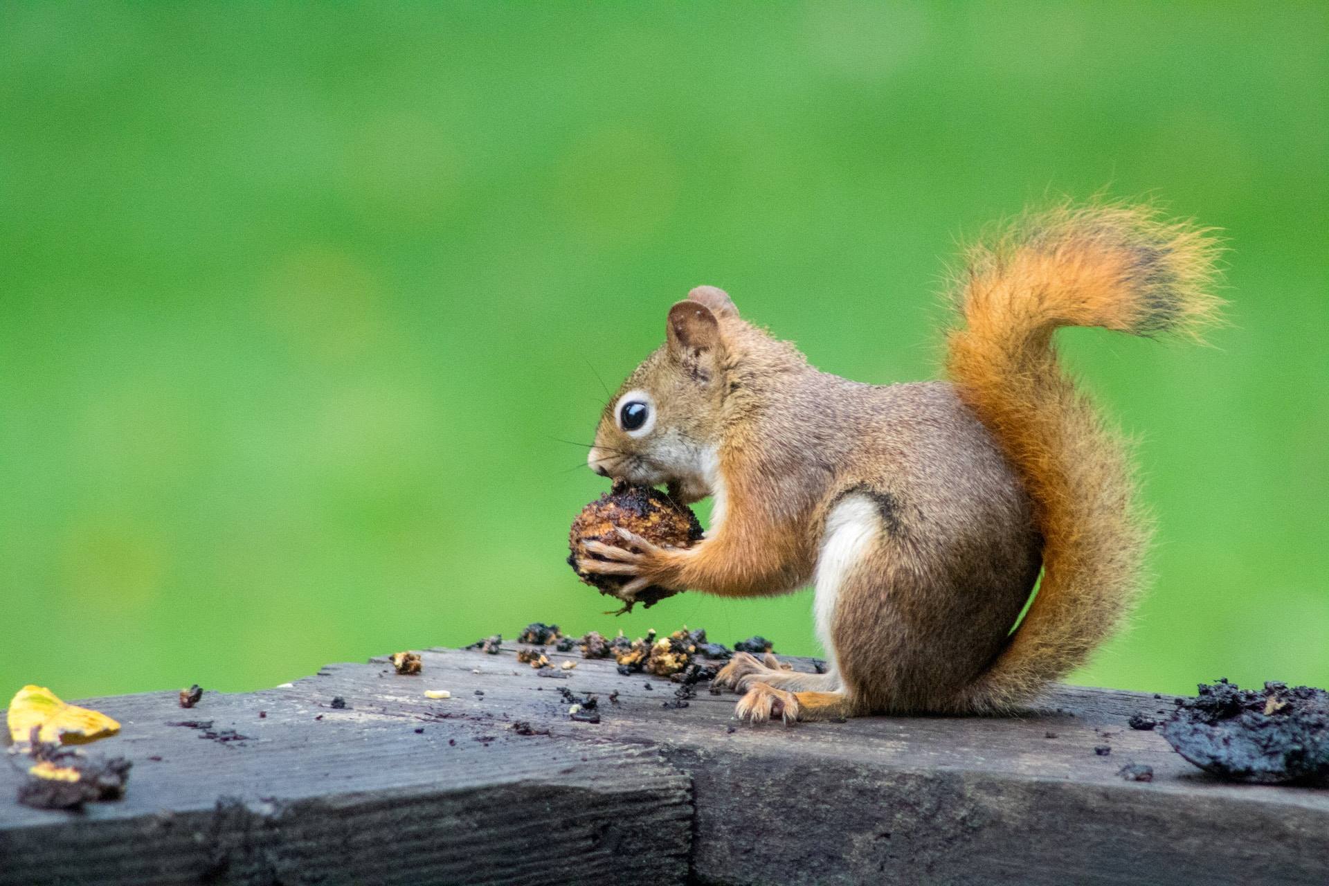 The Ultimate Guide To Safely Removing And Relocating Squirrels From Your Property