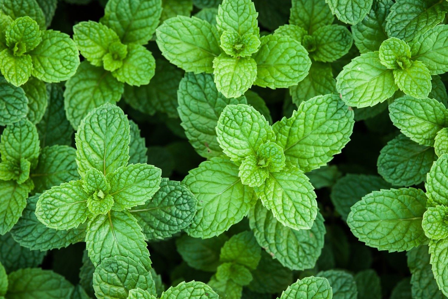 The Ultimate Guide To Smoking Mint Leaves