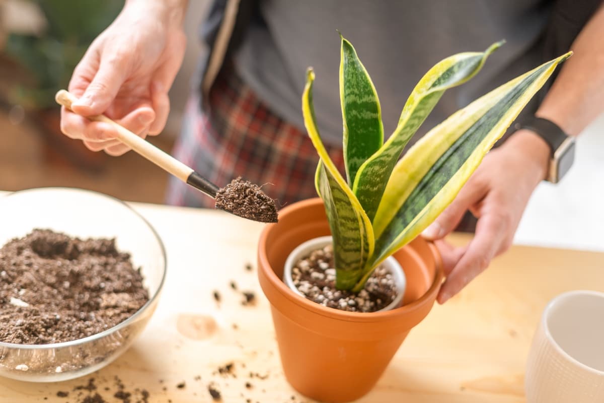 The Ultimate Guide To Snake Plant Soil: Tips And Tricks For Perfect Potting