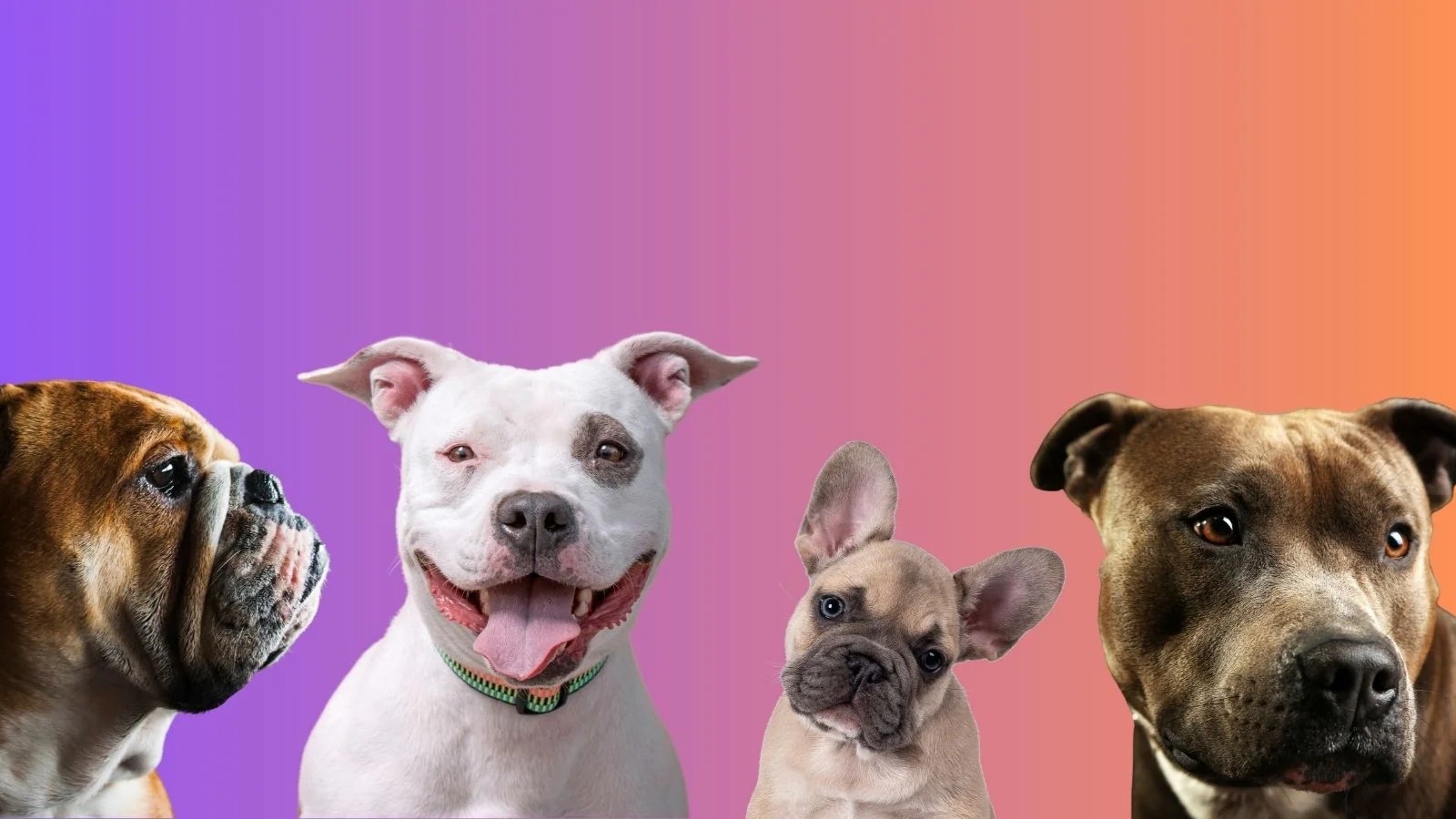 The Ultimate Guide To Understanding Pitbulls, American Bulldogs, And Boxers: Unveiling Their Unique Differences!