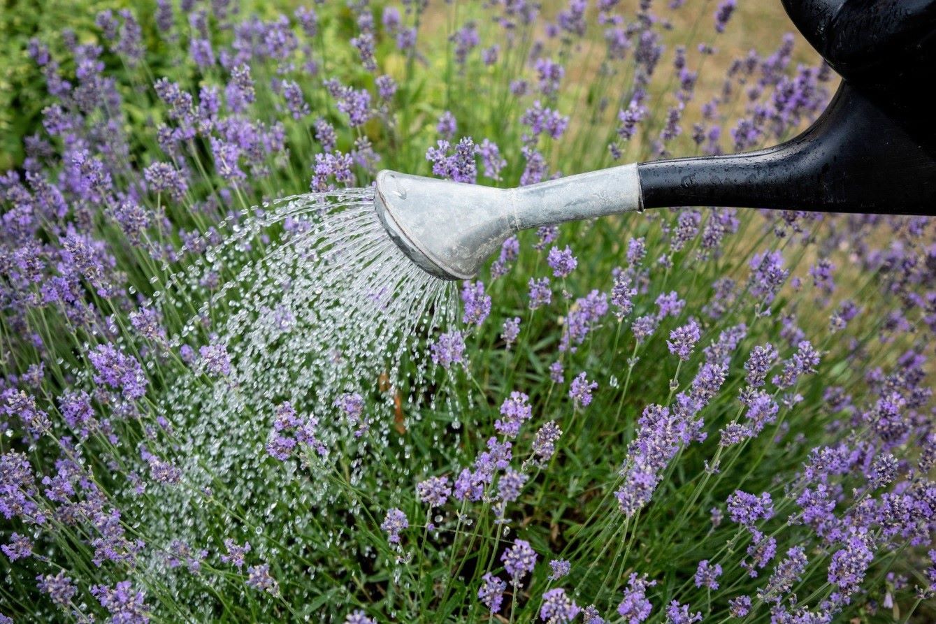 The Ultimate Guide To Watering Lavender: Never Miss A Beat!