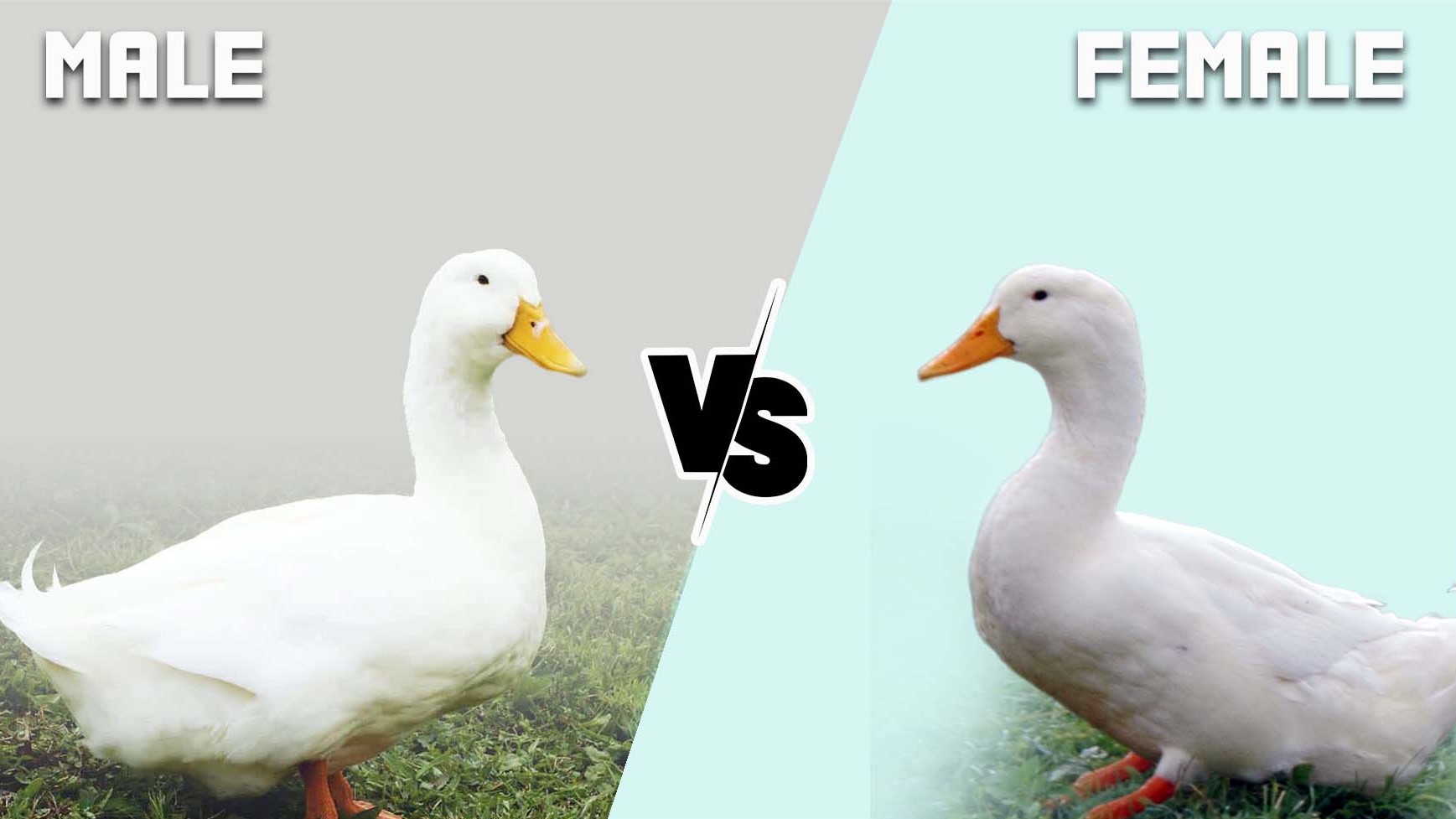 The Ultimate Guide: Unveiling The Secrets Of Distinguishing Male And Female Pekin Ducks!