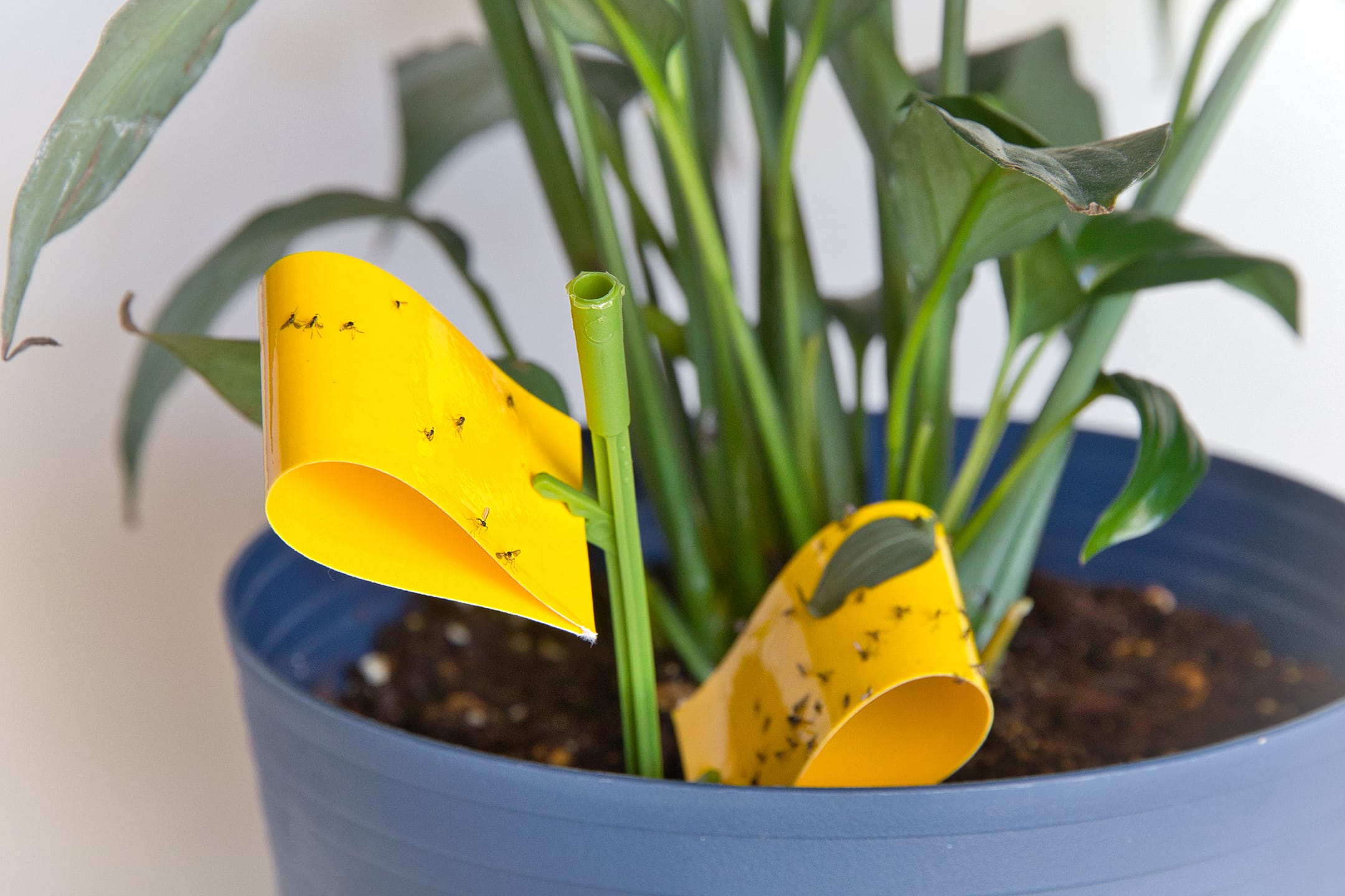 The Ultimate Hack To Banish Gnats From Your House Plants!