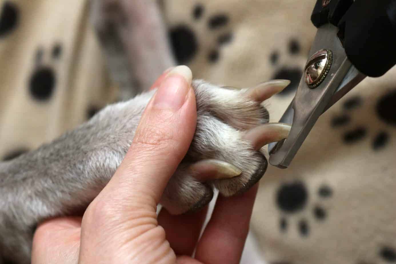 The Ultimate Hack To Safely Trim Your Dog's Long Nails And Avoid Hurting Them!