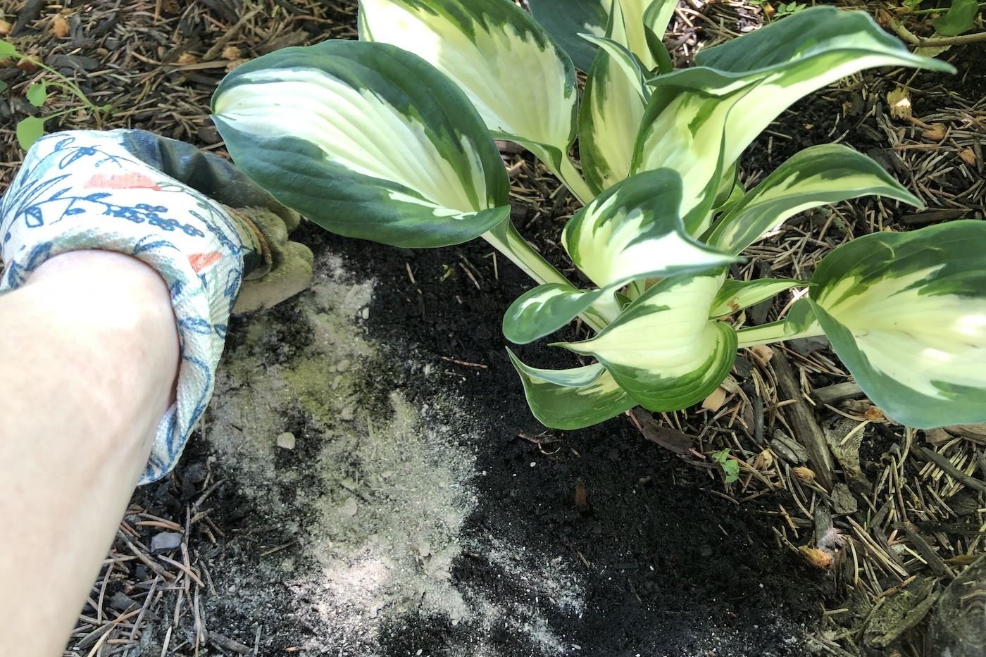 The Ultimate Hosta Fertilizer: Boost Growth And Beauty!