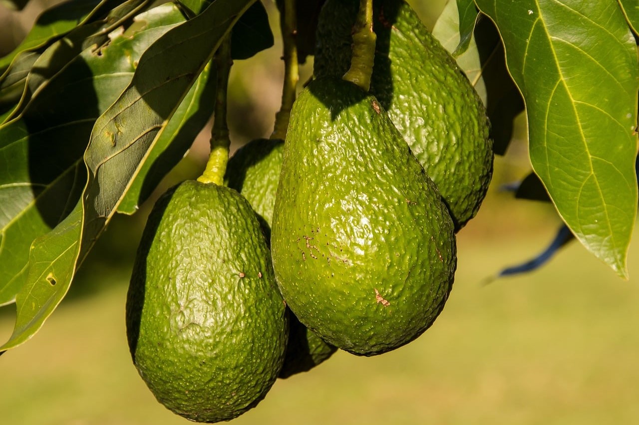 The Ultimate Organic Hack To Accelerate Avocado Tree Fruit Production!